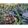 neck knife Extrema Ratio Versa Expedition