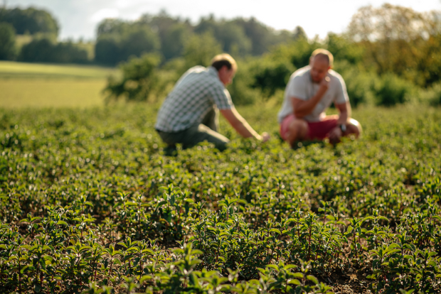 Máta peprná – voňavý zelený zázrak
