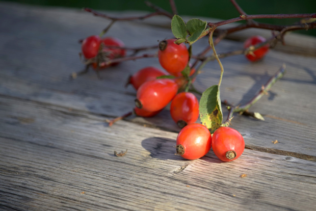 Šípok – časovaná vitamínová bomba