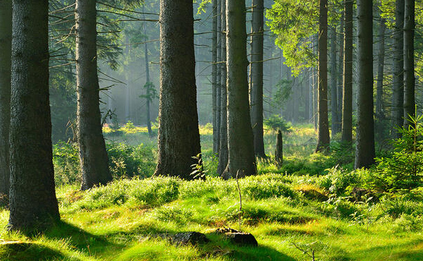 Proč jsou české smrkové dveře tak oblíbené?