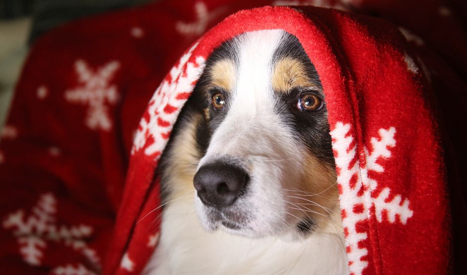 Doručení do Vánoc a výměna nevhodného dárku