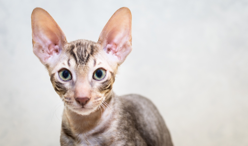 CornishRex