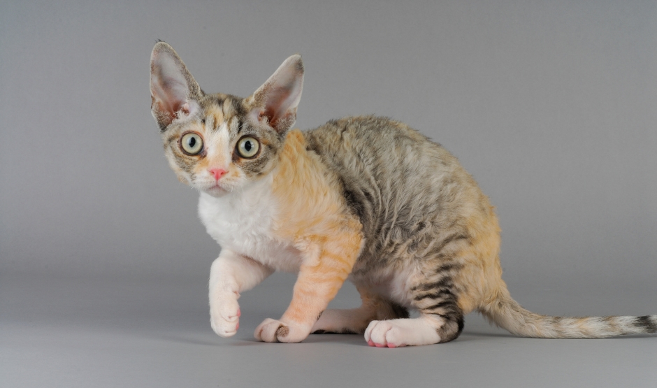 devonrex