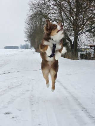 Maja si u nás včera byla vyzvednout nový postroj a už v něm takhle řádí.🙏😂❤️ Takhle se pozná, že postroj sedí dobře.😁 Za...