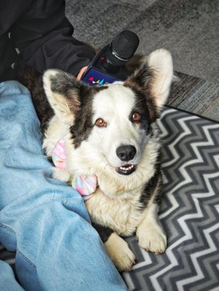 🐾 Když se BAVEN dostane až na mistrovství světa… protože má ty nejšikovnější zákazníky! 🐾 Tohle nám udělalo obrovskou...