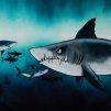 082688 sharktank thorstenberger 40