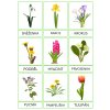 Jarní rostliny(1)