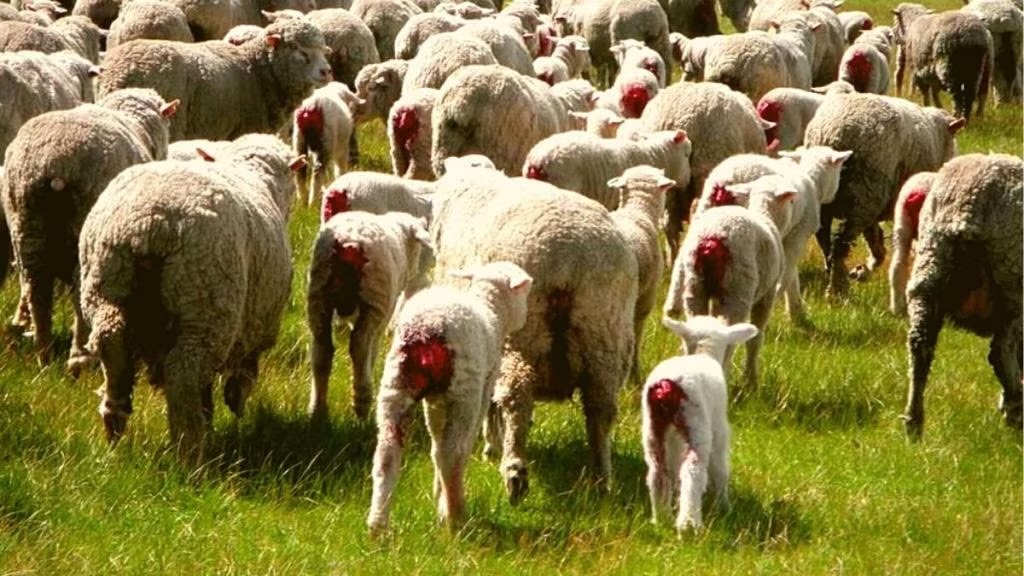 Mulesing-Free Vlna: Etické a Udržitelné Možnosti pro Budoucnost