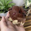 Squishy Králíček Beránek