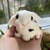 Squishy Králíček Beránek