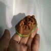 Squishy Králíček Bunbuniéra