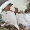 Sběratelský talíř Ptarmigans show off November Plumage
