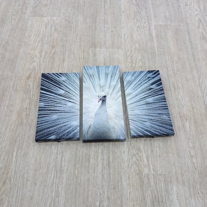 Podsvícený 3dílný obraz Ledda Peafowl