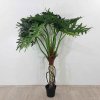 Dekorativní rostlina Philodendron Bipinnatifidum 175 cm Kare