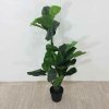 Umělá rostlina Fíkus lyrový 120cm Kare