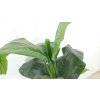 Dekorativní rostlina Banana Tree 180 cm Kare_2