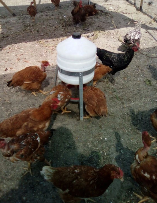 Napájačky pre hydinu – prehľad, typy a ako si vybrať správnu napájačku