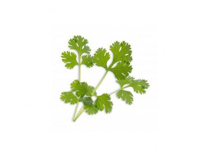 Lingot s BIO semeny koriandru pro chytré květináče Véritable