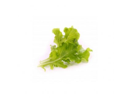 Lingot s BIO semeny dubového salátu pro chytré květináče Véritable