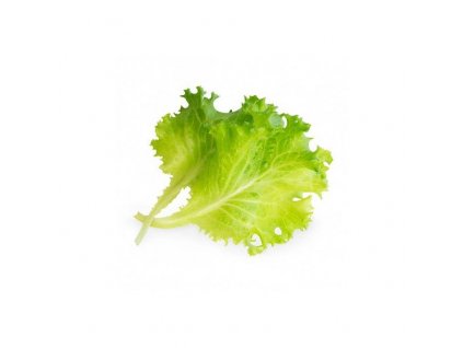 Lingot s BIO semeny hlávkového salátu pro chytré květináče Véritable