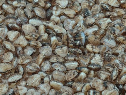 11101305 8x7 mm 15014