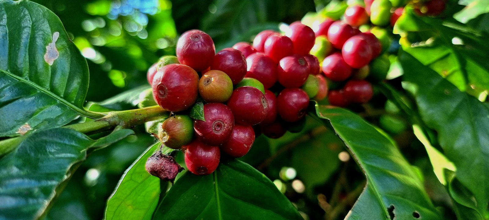 Zralé třešně kávovníku arabica