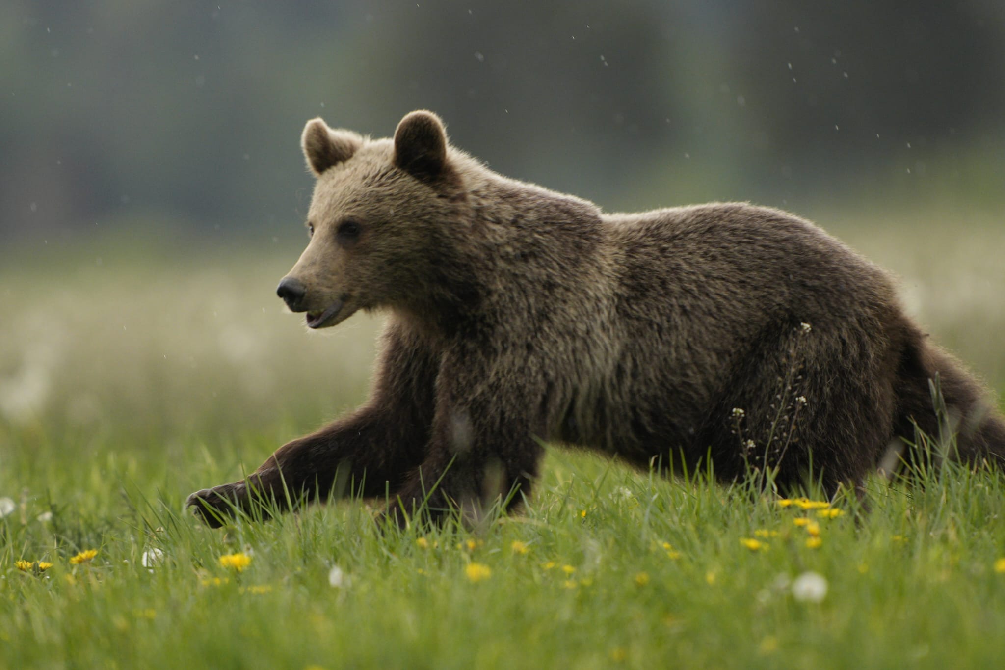 Bear watching Slovakia