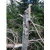 Hiking Bear watching Tour