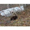 bear2