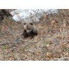 small bear 1