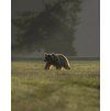 bear 4 – kópia