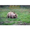 Bear watching Carpatians