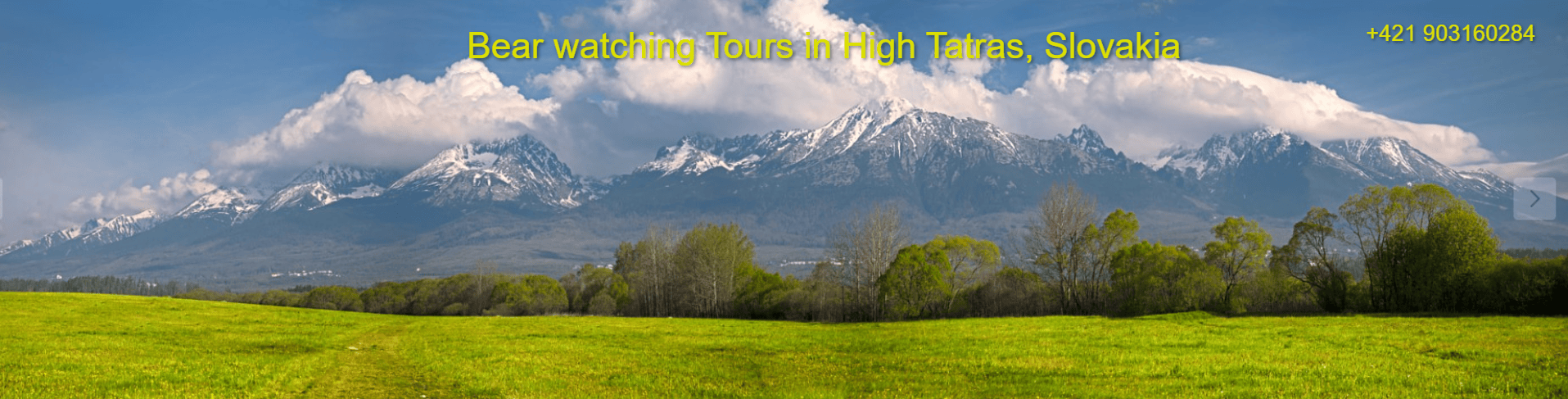 Bear watching Slovakia