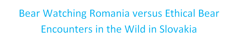 Bear watching Slovakia