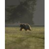 bear 4 – kópia
