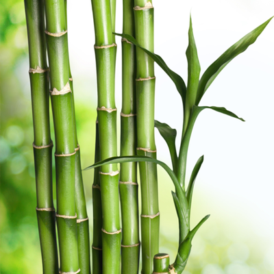 Výťažok z bambusu