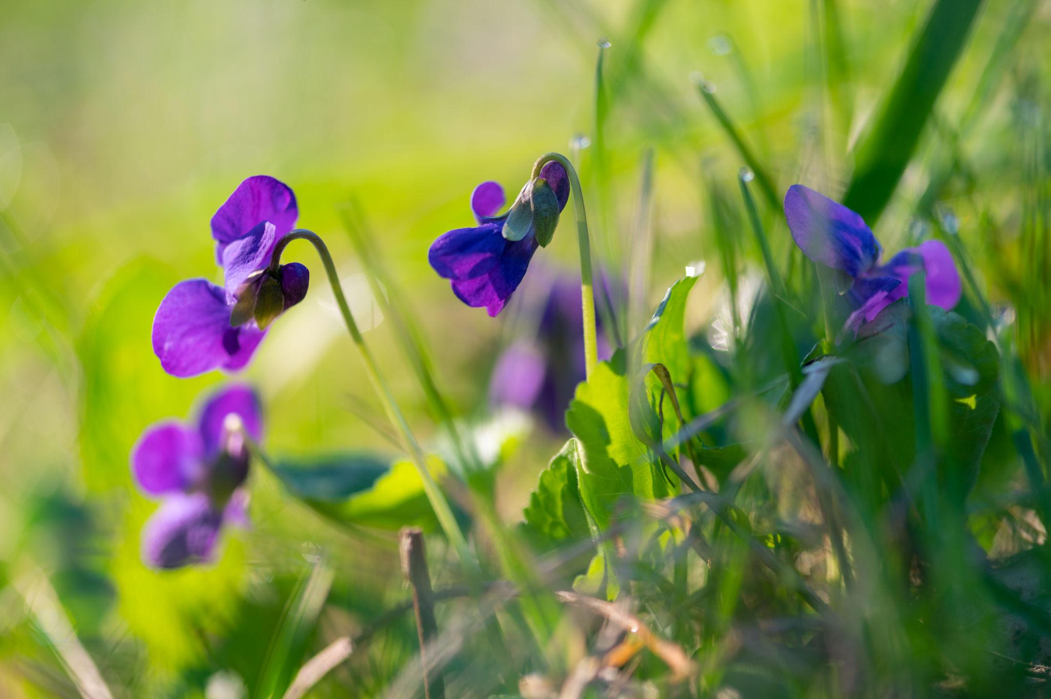Divoké fialky rostoucí v trávě v jarní přírodě