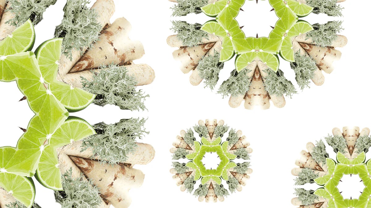 Limetka, bříza a dubový mech – složky vůně Maison Berger Wilderness