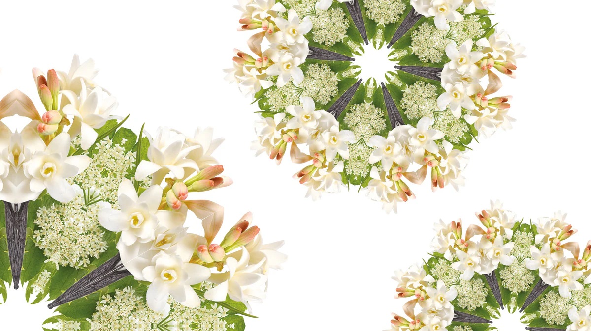 Vizualizace vůně Black Angelica – bílé květy anděliky, tuberóza, vanilka a temné lístky v orientální kompozici