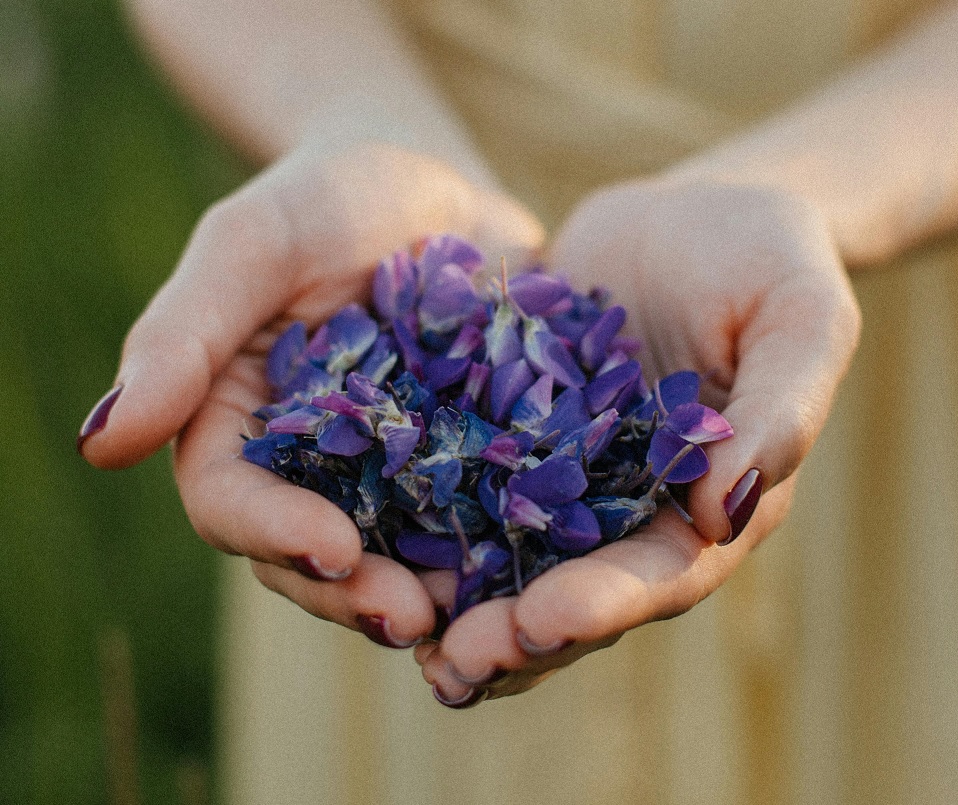 Zber jedlých fialiek v rukách – čerstvé jarné kvety pripravené na výrobu fialkového džemu