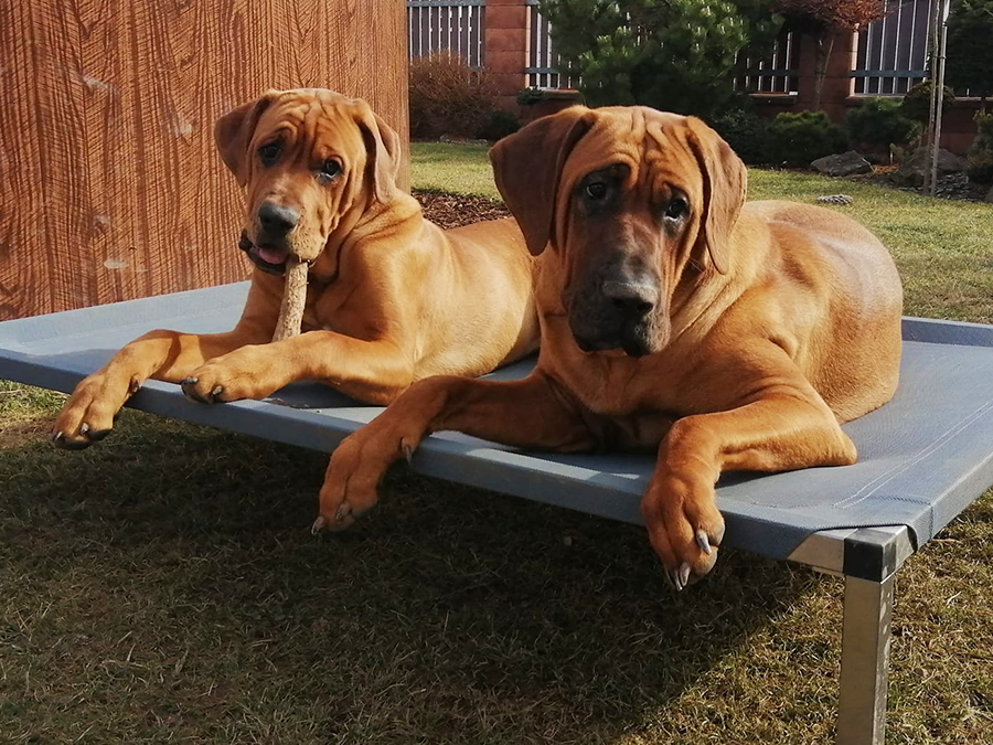 Die einzigartige, langlebige ANADI Hundeliege ist selbst die größten und schwersten Hunderassen geeignet