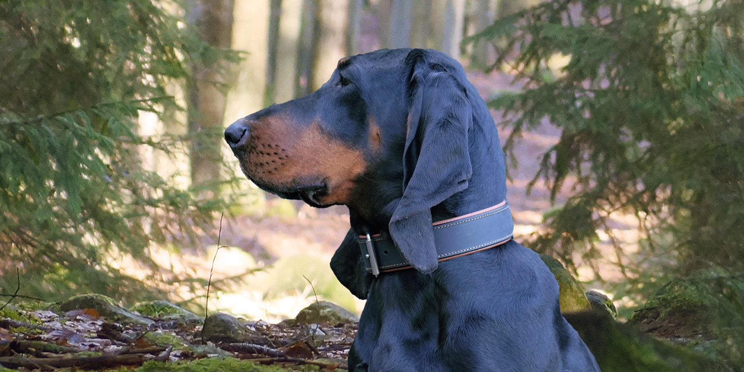 Lederhalsbänder