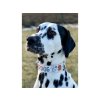 Lederhalsband DOG
