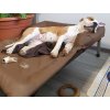 Braune Hundematratze ANADI mit Kopfkissen für Liegen L-2XL