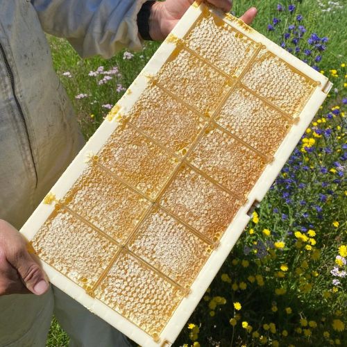 Úryvok z knihy Almanach moderného včelára