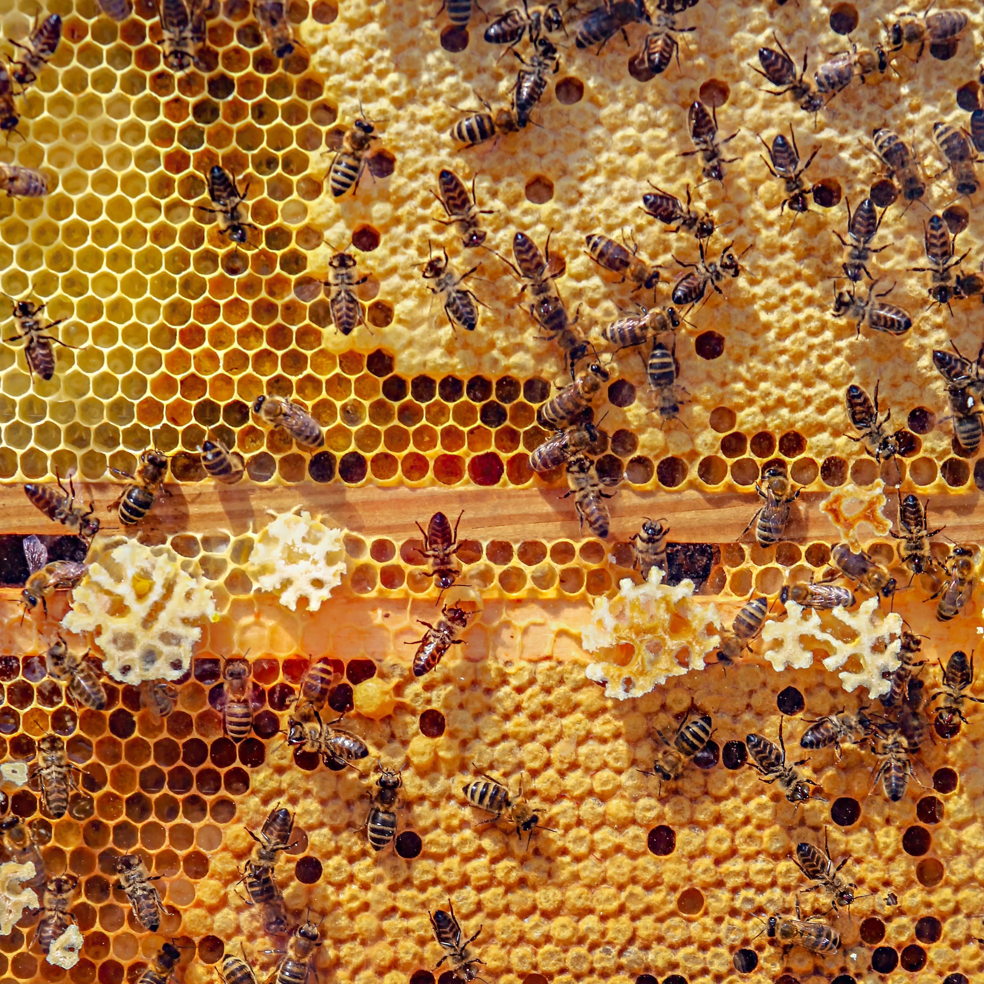 analogicus-bees-4126065