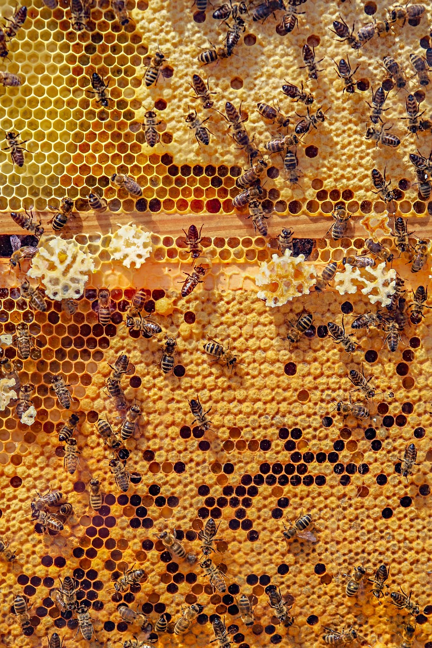 bees-4126065_1280