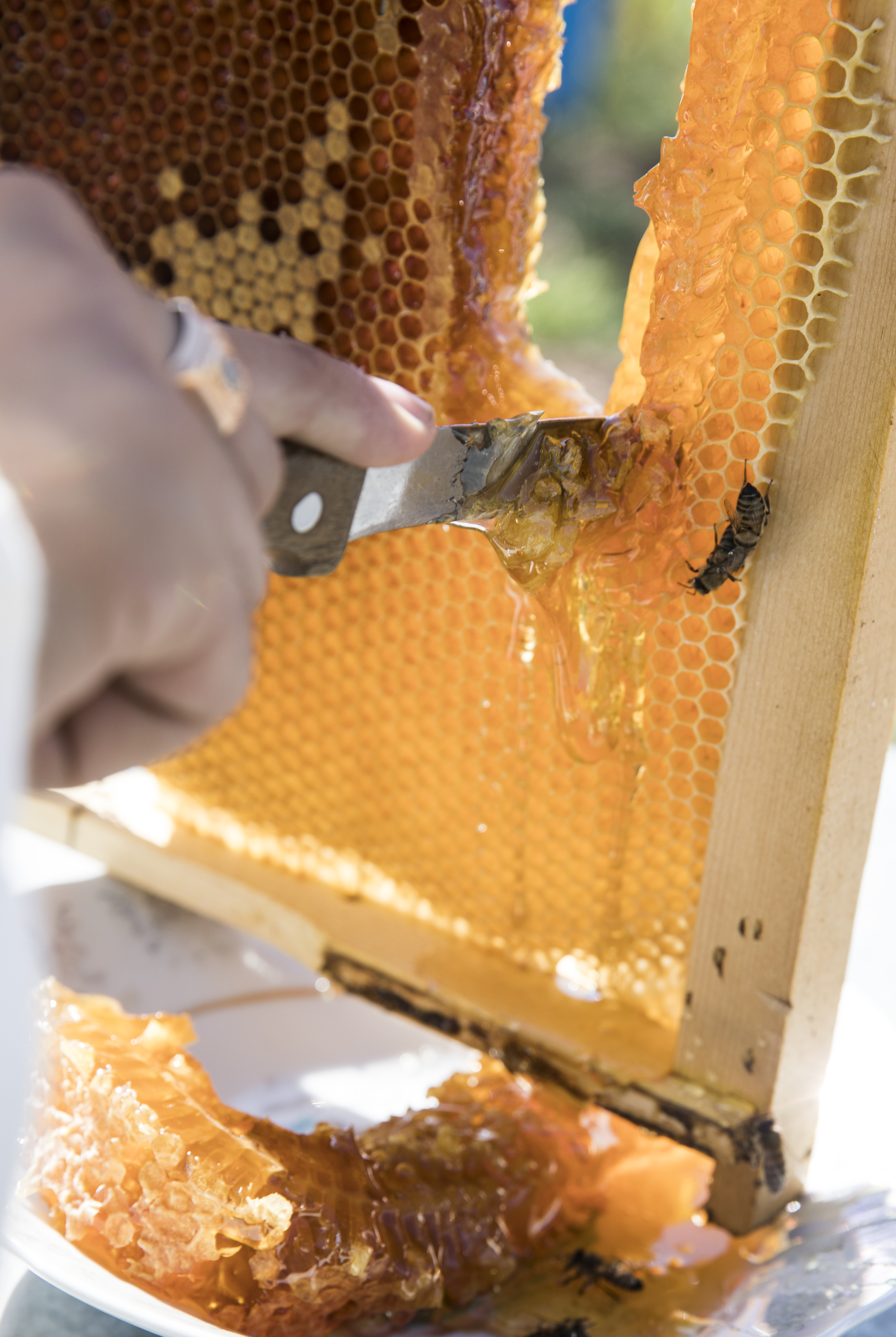 cutting-honey-from-bee-hive