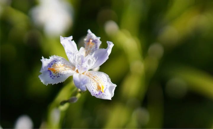 Sony ZV-E10 – APS-C snímač a bokeh