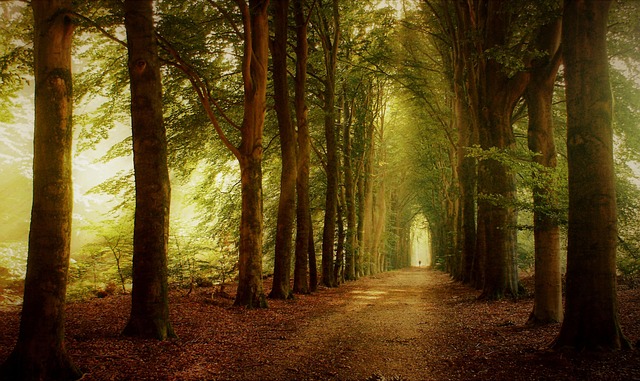 trees-5794601_640